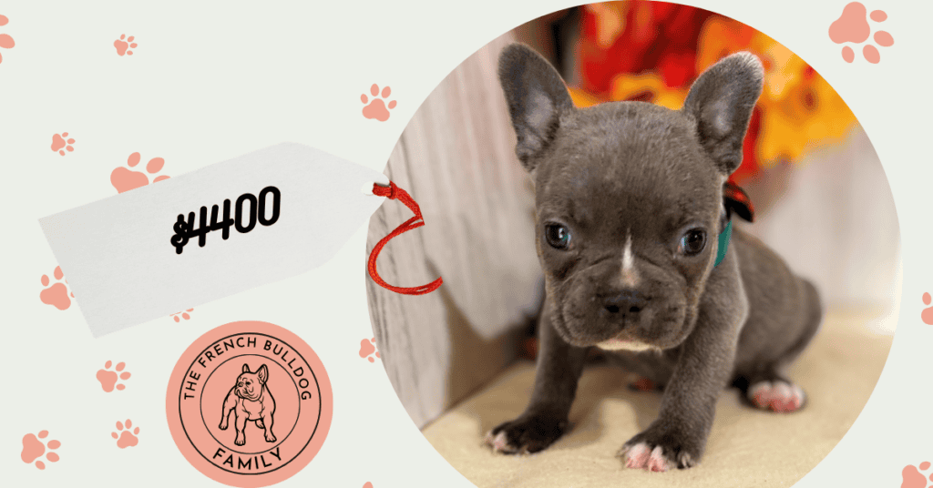 Faye | Blue French Bulldog Female | Available Nov 8th, 2026