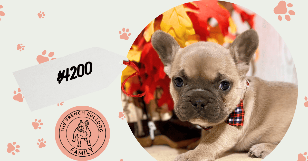 Freya | Blue Fawn French Bulldog Female | Available Nov 8th, 2026