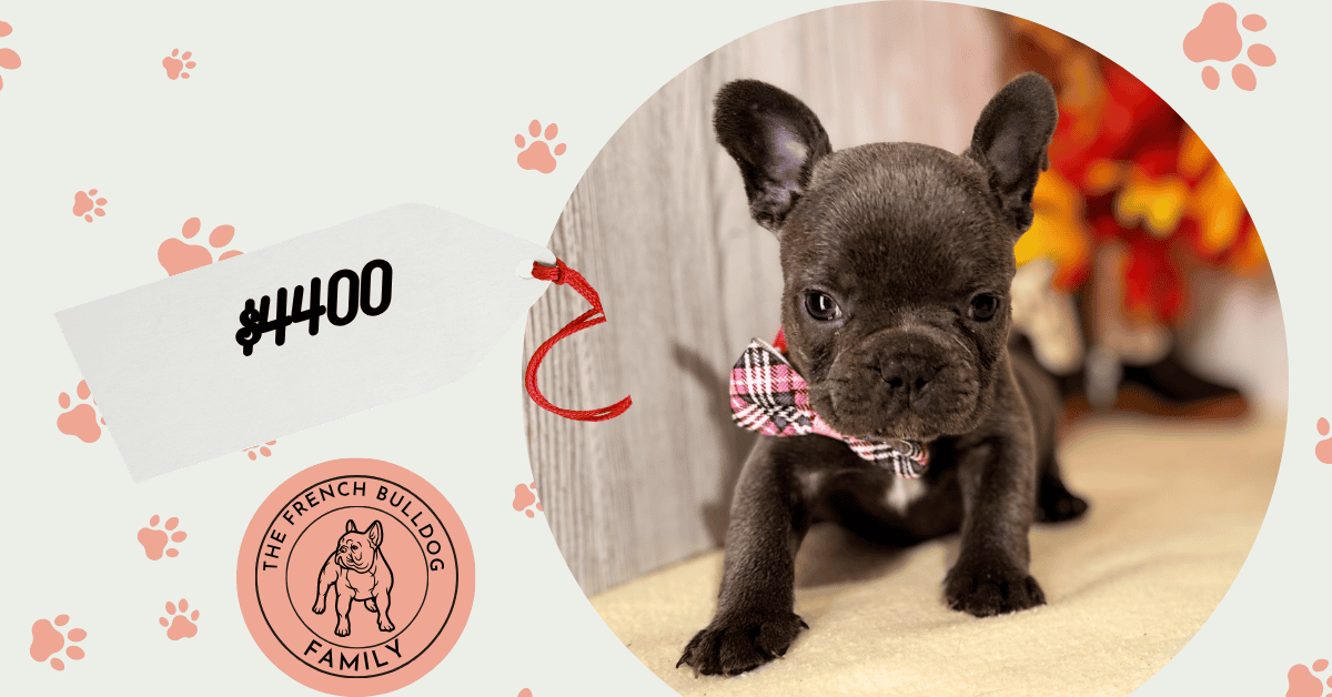 Flora | Blue French Bulldog Female | Available Nov 8th, 2026