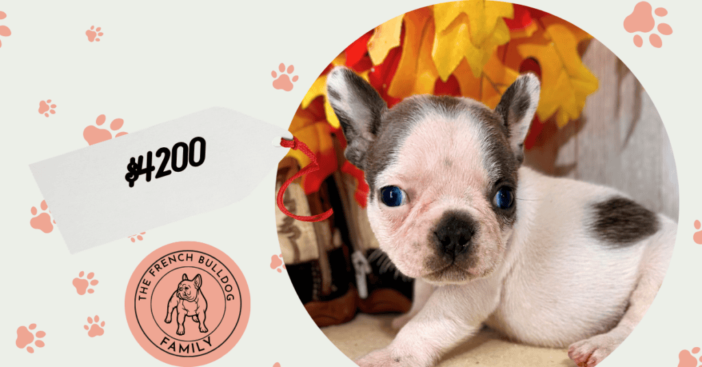 Felix | Blue Pied French Bulldog Female | Available Nov 8th, 2026
