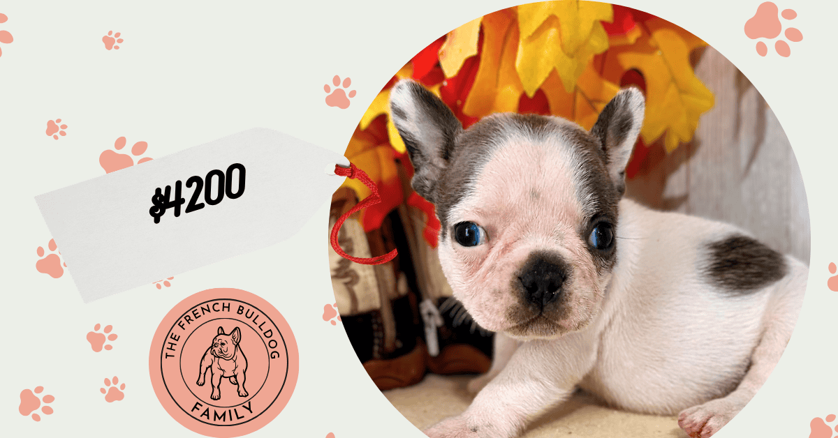 Felix | Blue Pied French Bulldog Female | Available Nov 8th, 2026