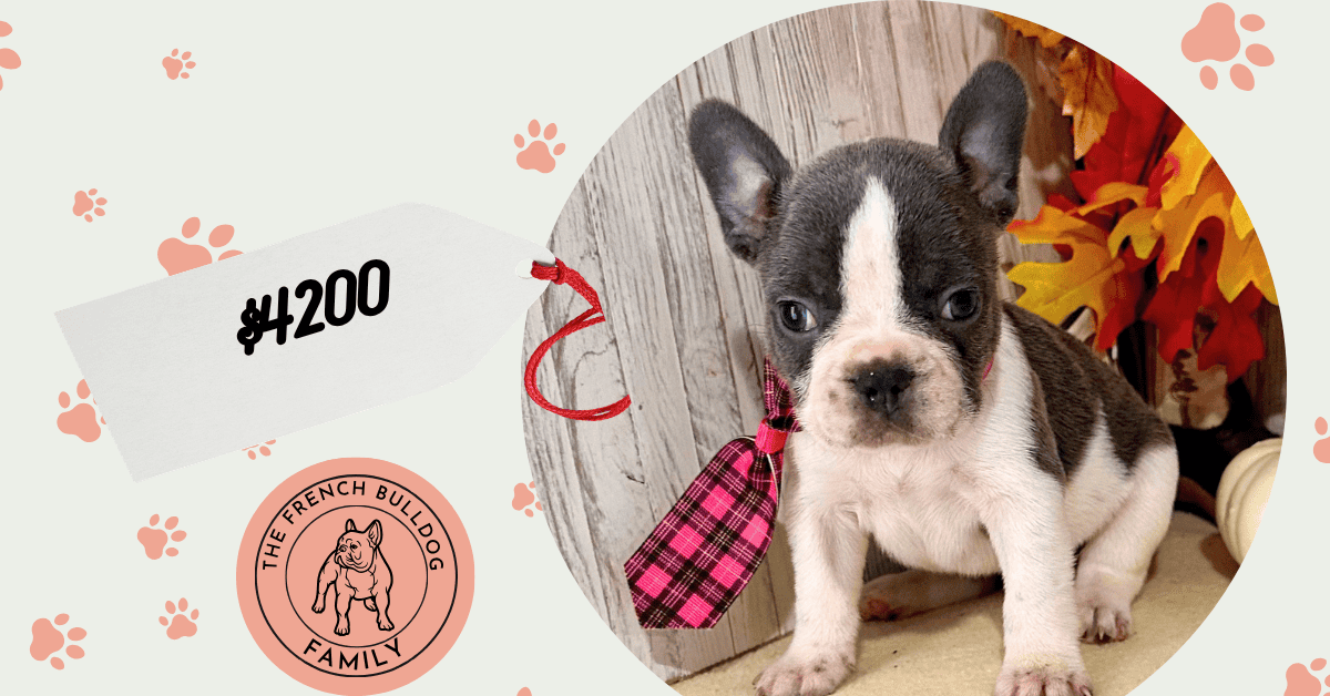 Finn | Blue Pied French Bulldog Female | Available Nov 8th, 2026