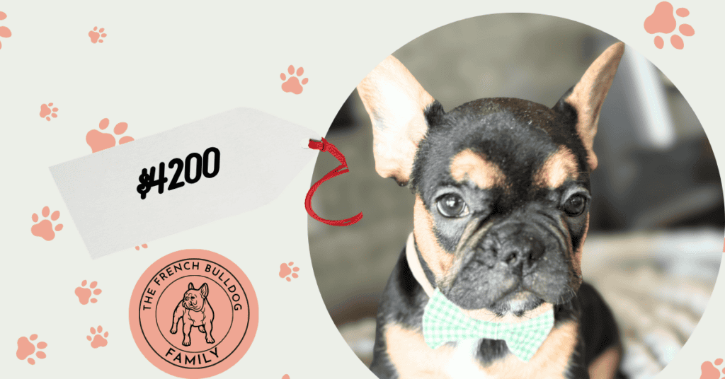 Oscar | Black & Tan French Bulldog Male | Available July 11th, 2026