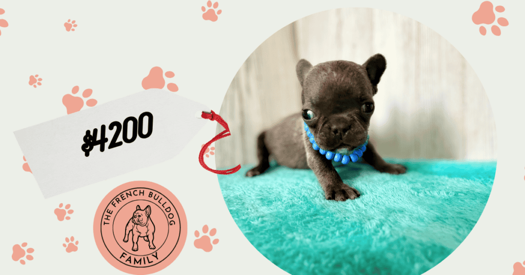 Gerald | Blue French Bulldog Male | Available May, 2026