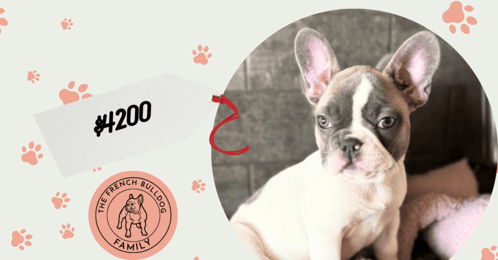 Petunia | Blue Pied French Bulldog Female | Available July 10th, 2026