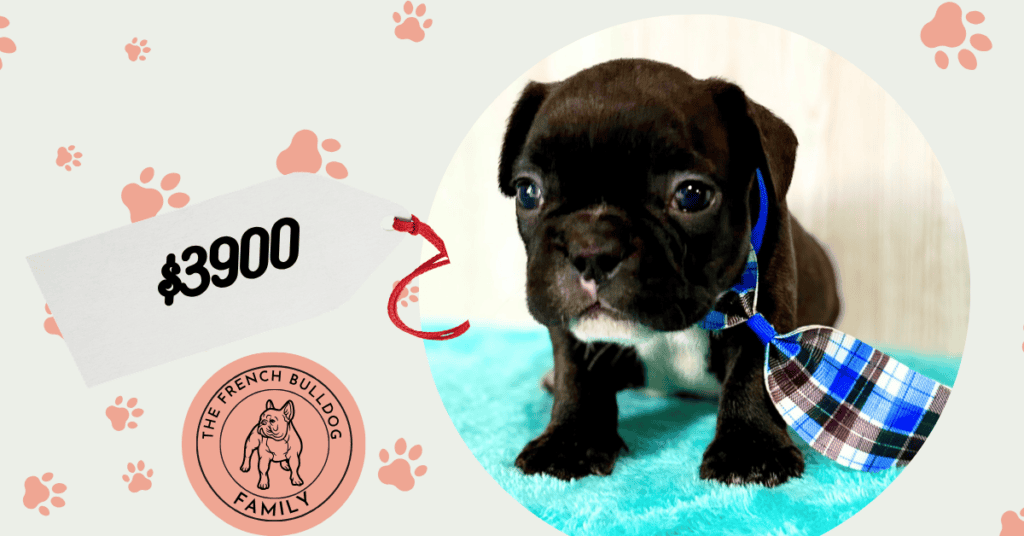 Garwin | Brindle French Bulldog Male | Available May, 2026