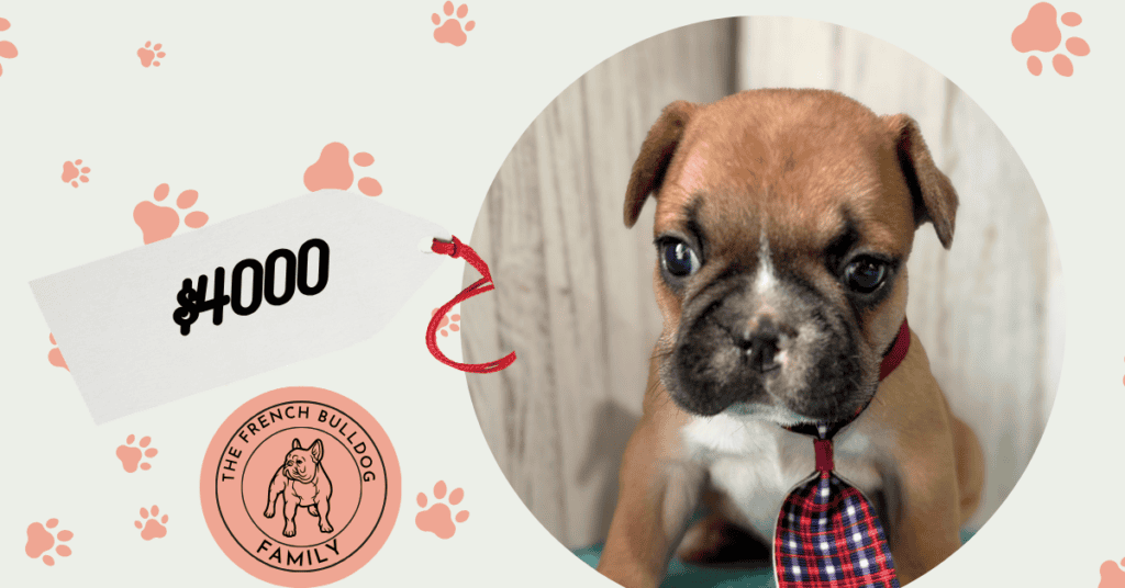 Gunner | Fawn & White French Bulldog Male | Available May, 2026