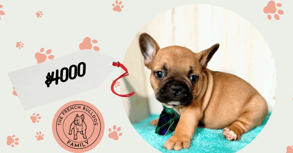 Gabriel | Fawn French Bulldog Male | Available May, 2026
