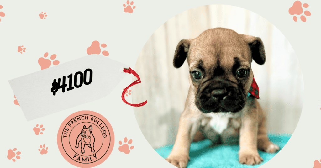 Gabi | Fawn French Bulldog Female | Available May, 2026