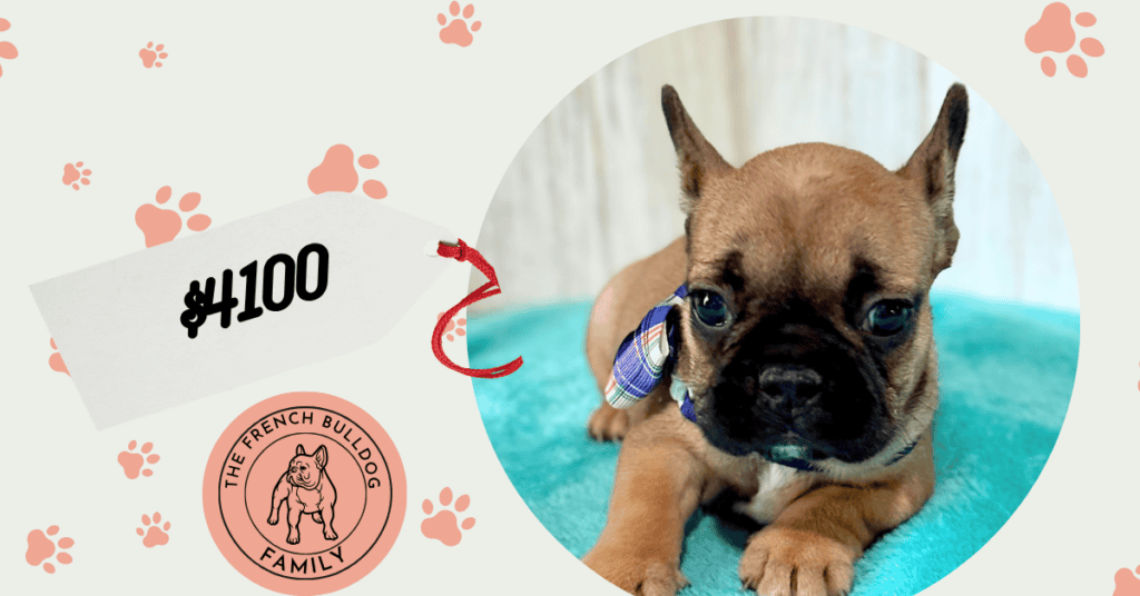 Gracie | Fawn French Bulldog Female | Available May, 2026