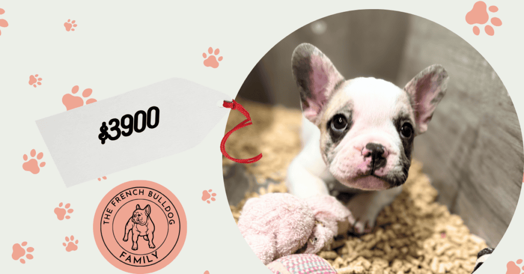 Quilt | Merle Pied French Bulldog Male | Available July 26th, 2026