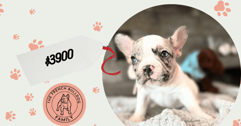 Quinn | Merle Pied French Bulldog Male | Available July 26th, 2026