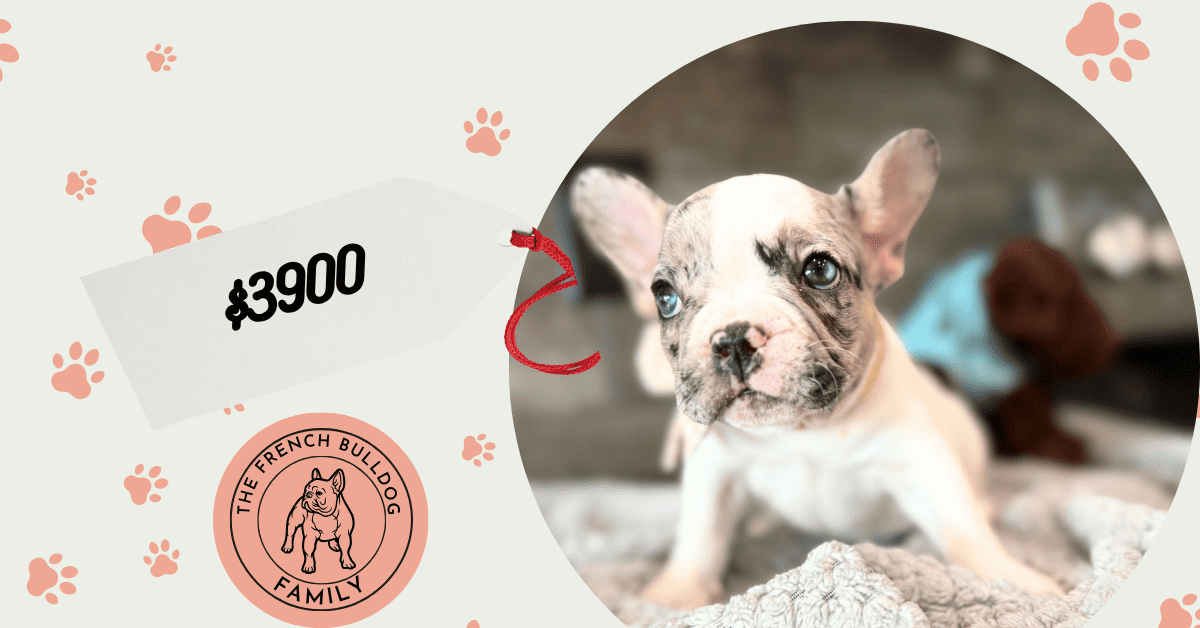 Quinn | Merle Pied French Bulldog Male | Available July 26th, 2026
