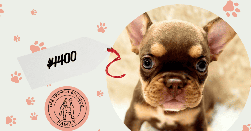 Rocky | Chocolate & Tan French Bulldog Male | Available Aug 7th, 2026