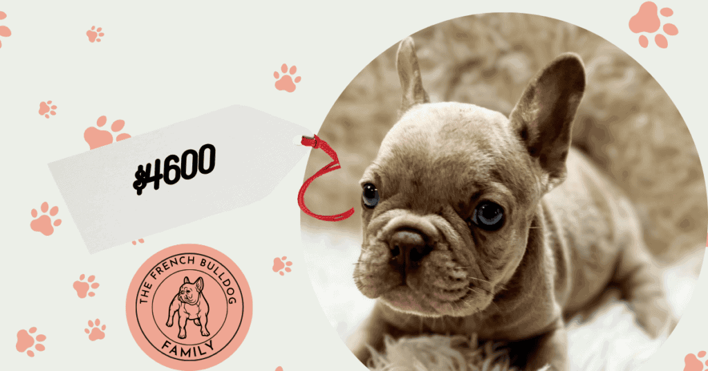 Romeo | Lilac Fawn Merle French Bulldog Male | Available Aug 7th, 2026