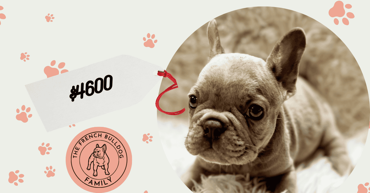 Romeo | Lilac Fawn Merle French Bulldog Male | Available Aug 7th, 2026