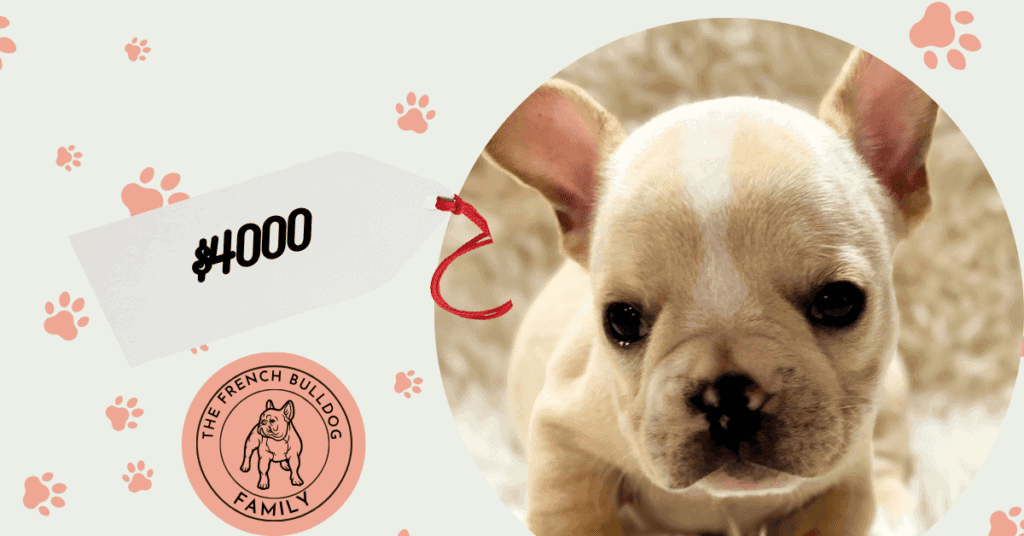 Simon | Cream French Bulldog Male | Available July 31st, 2026