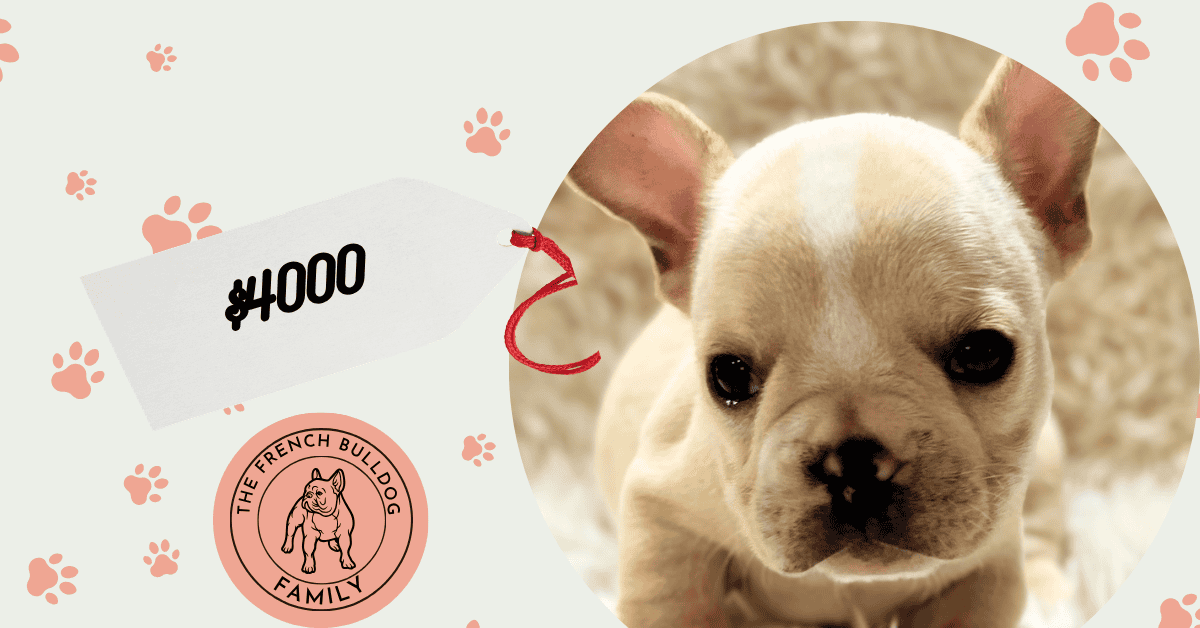 Simon | Cream French Bulldog Male | Available July 31st, 2026