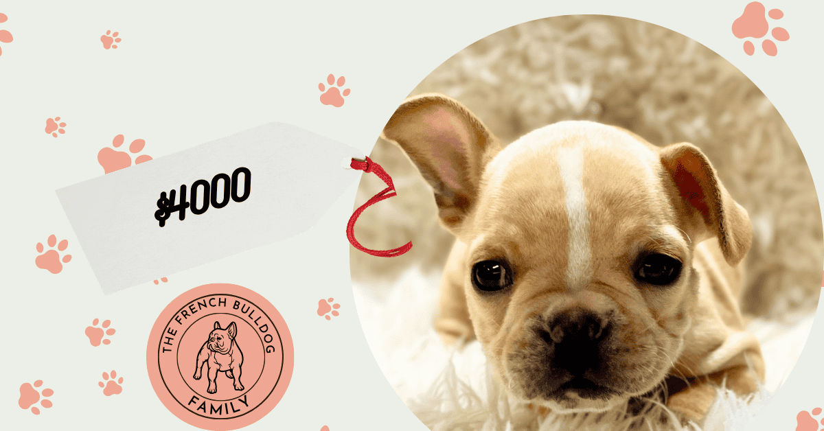 Sophie | Cream & White French Bulldog Female | Available July 31st, 2026
