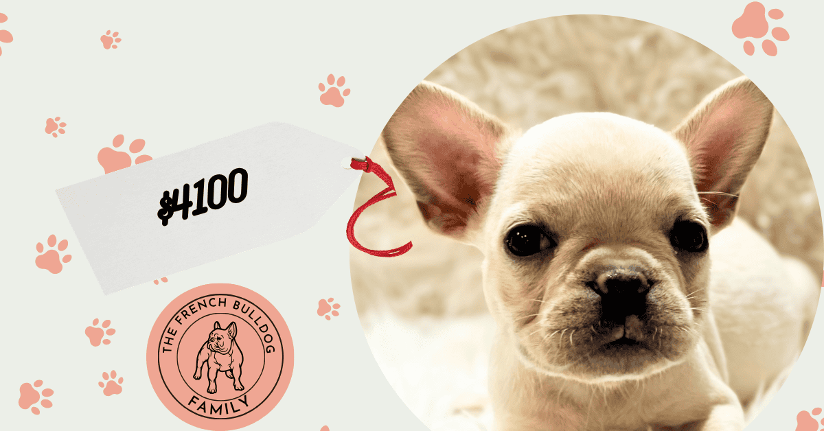 Sarah | Cream French Bulldog Female | Available July 31st, 2026