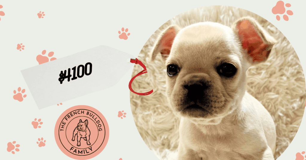 Sugar | Cream French Bulldog Female | Available July 31st, 2026