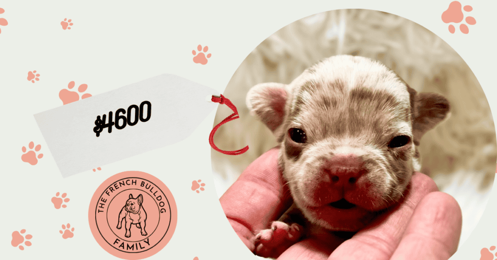 Xavier | Chocolate Merle French Bulldog Male | Available Sep 5th, 2026