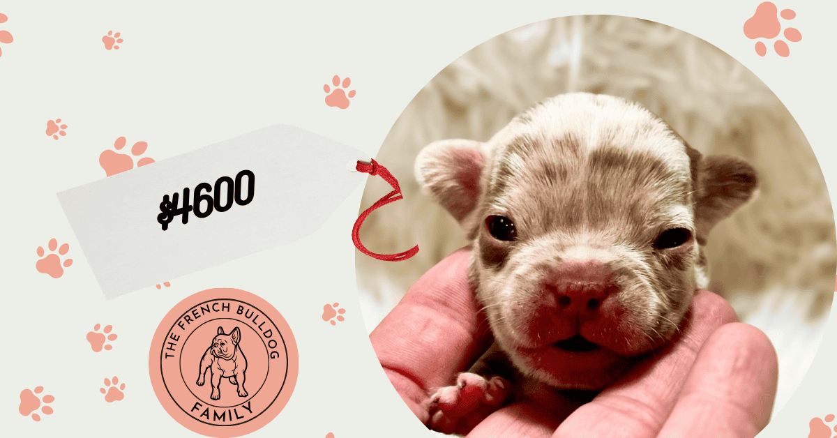 Xavier | Chocolate Merle French Bulldog Male | Available Sep 5th, 2026