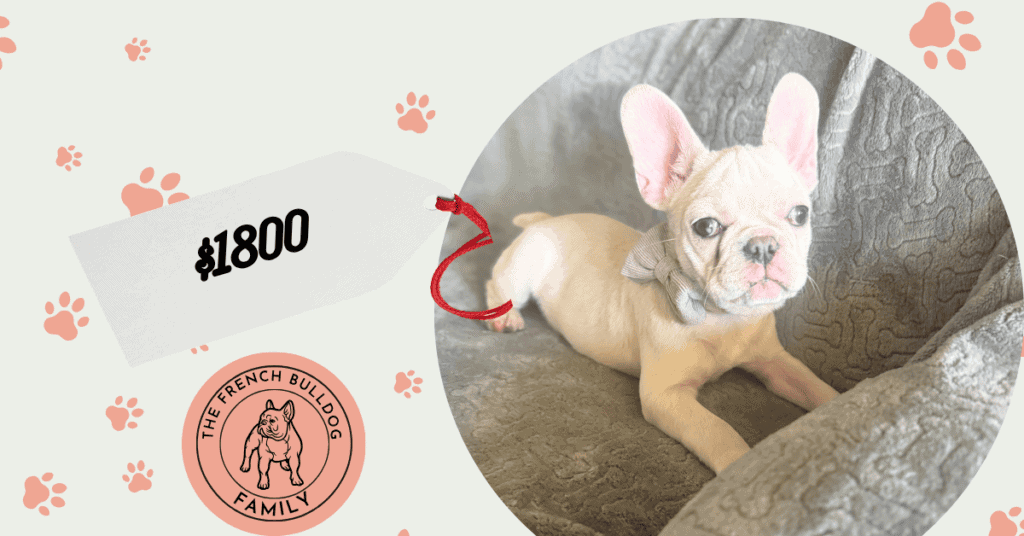 Marcel | Cream French Bulldog Male | Available June 4th, 2026