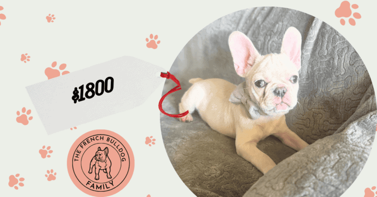 Marcel | Cream French Bulldog Male | Available June 4th, 2026