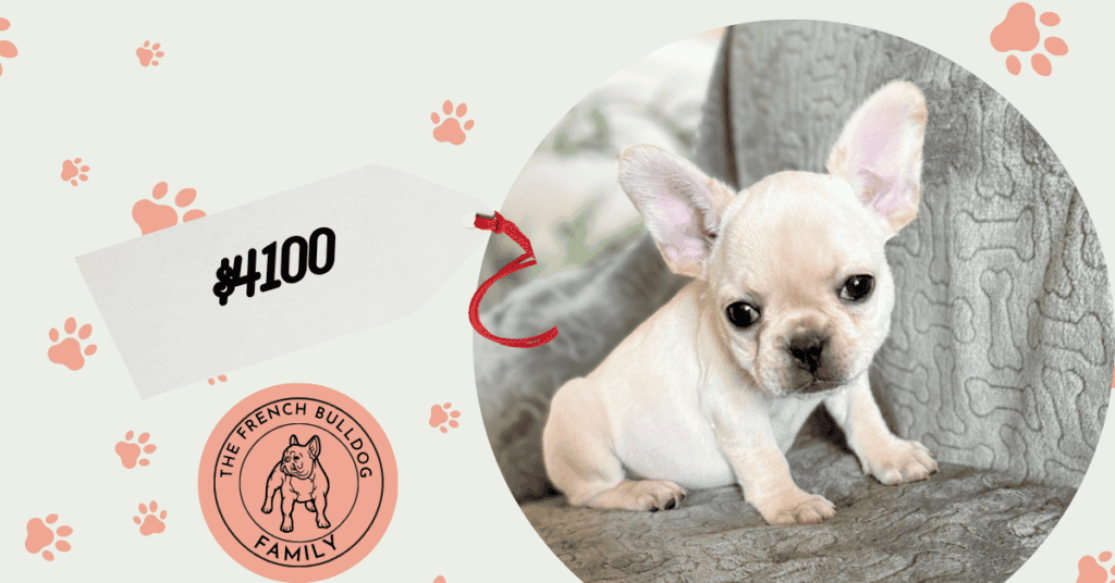 Sugar | Cream French Bulldog Female | Available July 31st, 2026