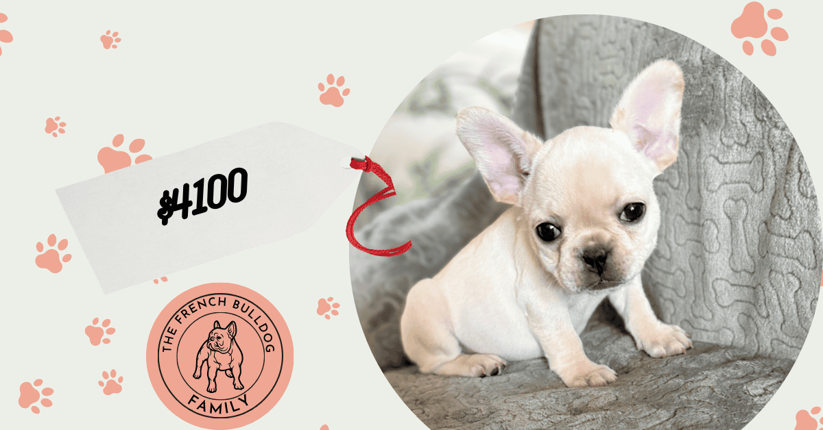 Sugar | Cream French Bulldog Female | Available July 31st, 2026