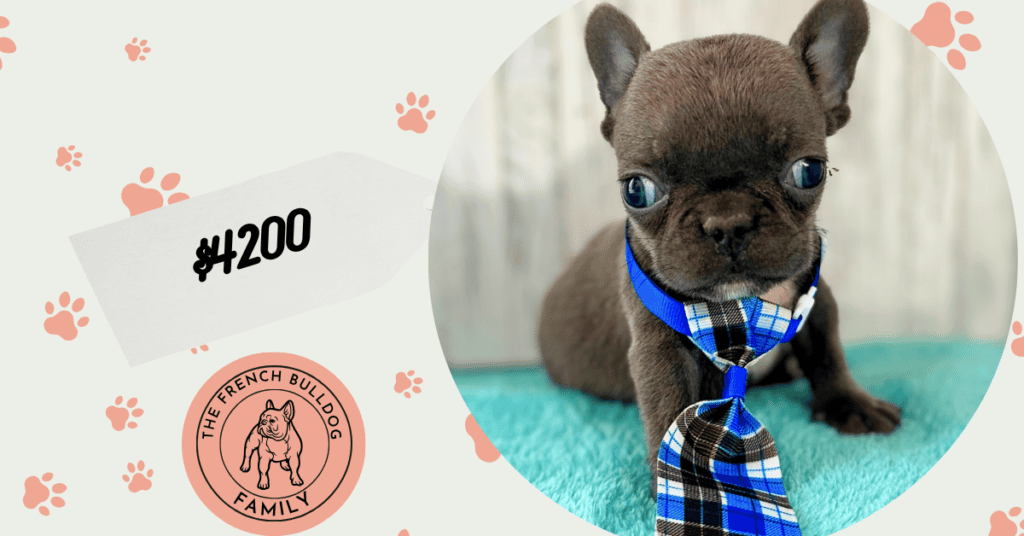 Gerald | Blue French Bulldog Male | Available May 4th, 2026