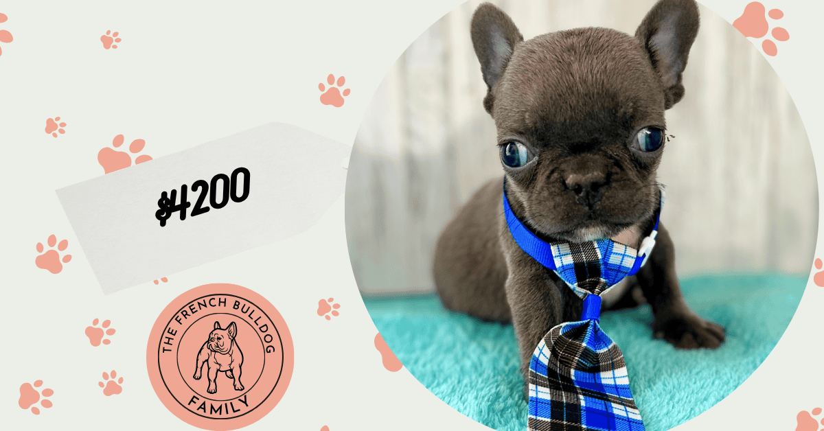 Gerald | Blue French Bulldog Male | Available May 4th, 2026