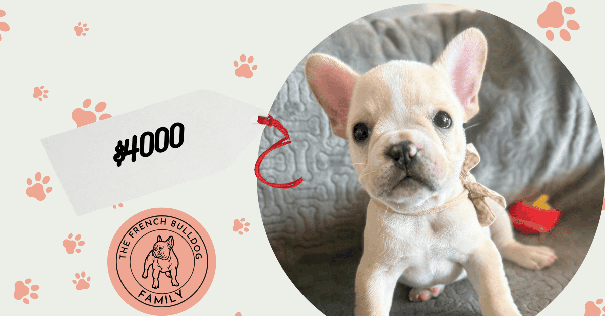 Simon | Cream French Bulldog Male | Available July 31st, 2026