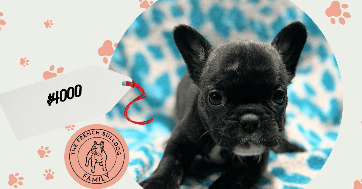 Nicole | Brindle French Bulldog Female | Available May 24th, 2026