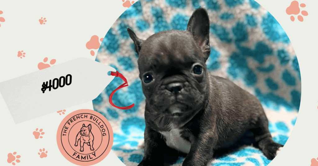 Nikita | Brindle French Bulldog Female | Available May 24th, 2026