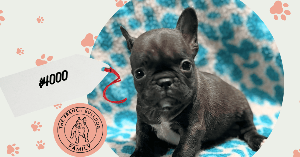 Nikita | Brindle French Bulldog Female | Available May 24th, 2026