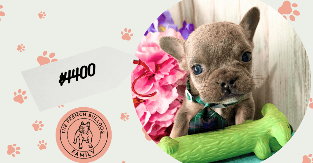 Walter | Blue & Tan French Bulldog Male | Available Aug 27th, 2026