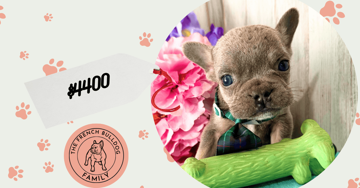 Walter | Blue & Tan French Bulldog Male | Available Aug 27th, 2026
