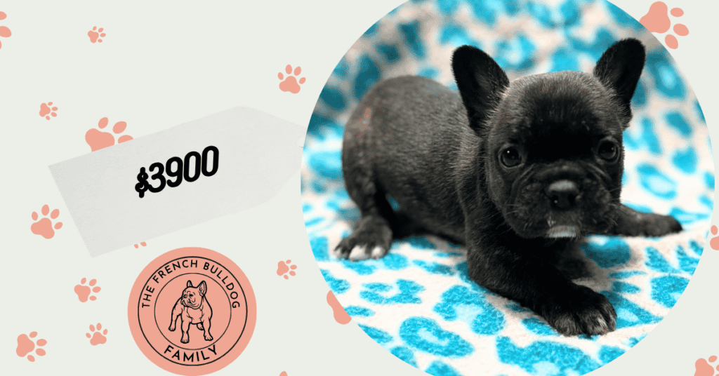 Nathan | Brindle French Bulldog Male | Available May 24th, 2026