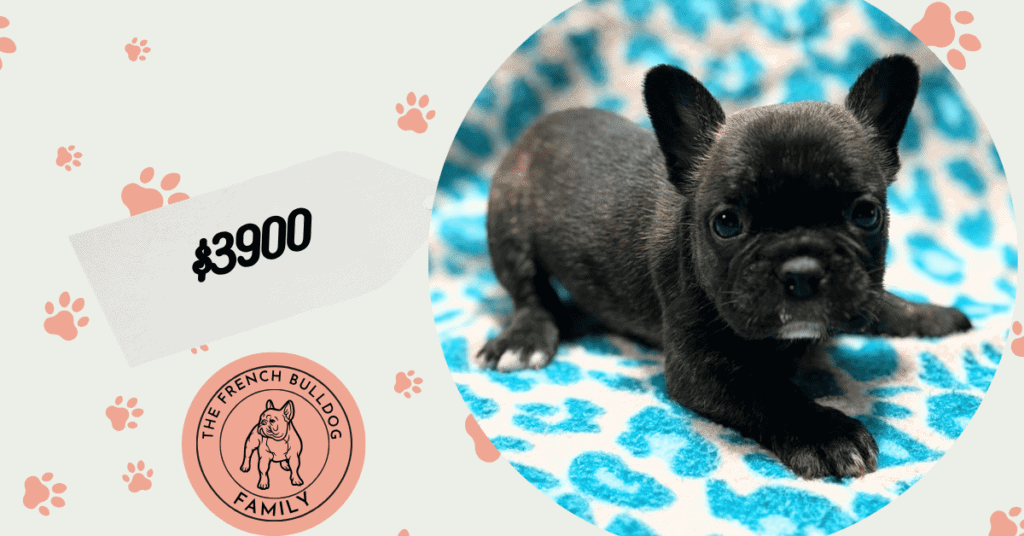 Nathan | Brindle French Bulldog Male | Available May 24th, 2026