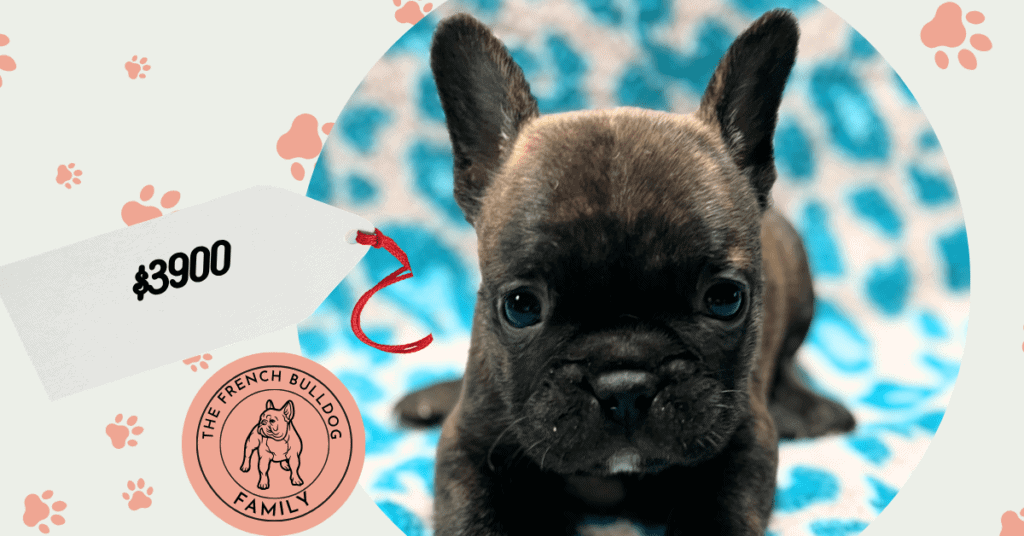 Nash | Brindle French Bulldog Male | Available May 24th, 2026