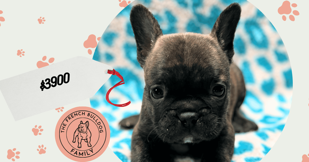 Nash | Brindle French Bulldog Male | Available May 24th, 2026