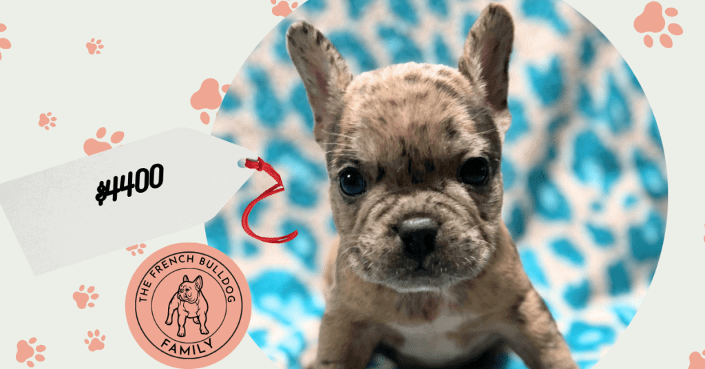 Nemo | Blue Fawn Merle French Bulldog Male | Available May 24th, 2026