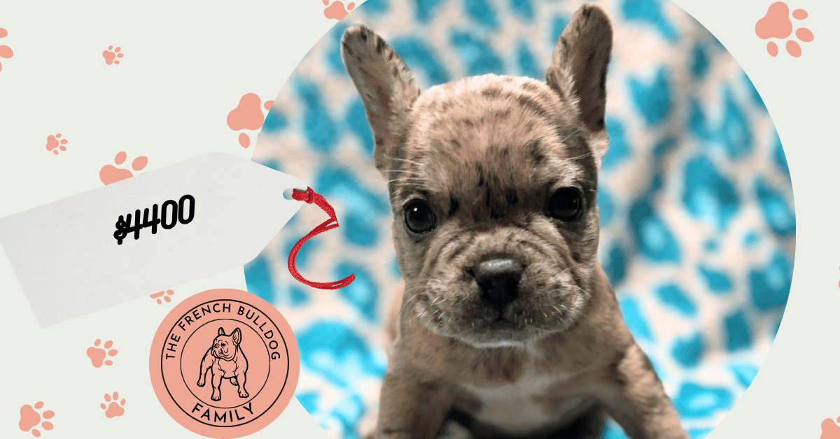 Nemo | Blue Fawn Merle French Bulldog Male | Available May 24th, 2026