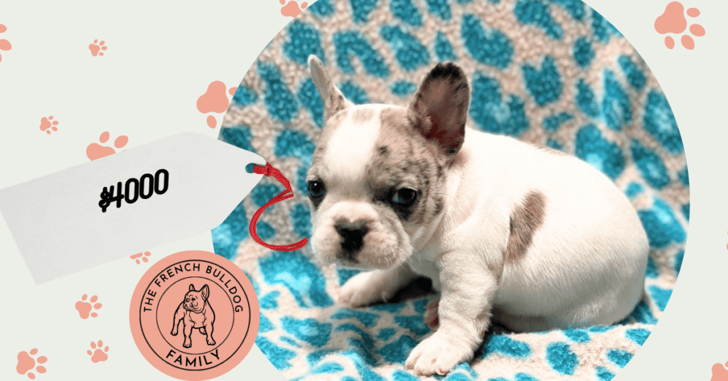 Nicky | Merle Pied French Bulldog Male | Available May 24th, 2026