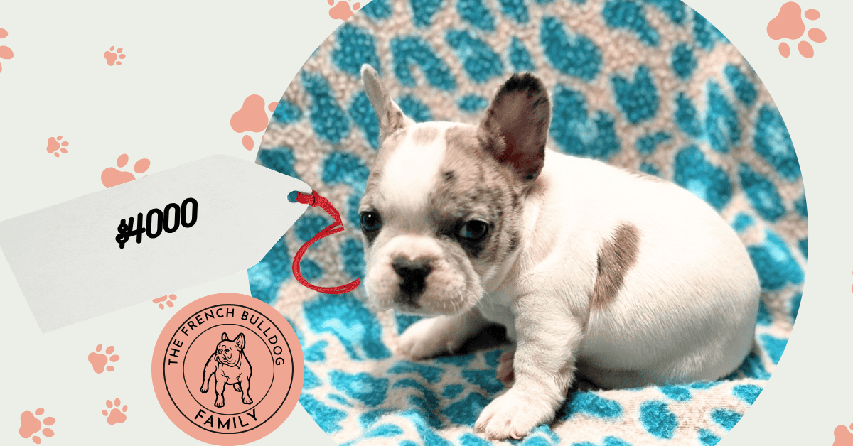 Nicky | Merle Pied French Bulldog Male | Available May 24th, 2026