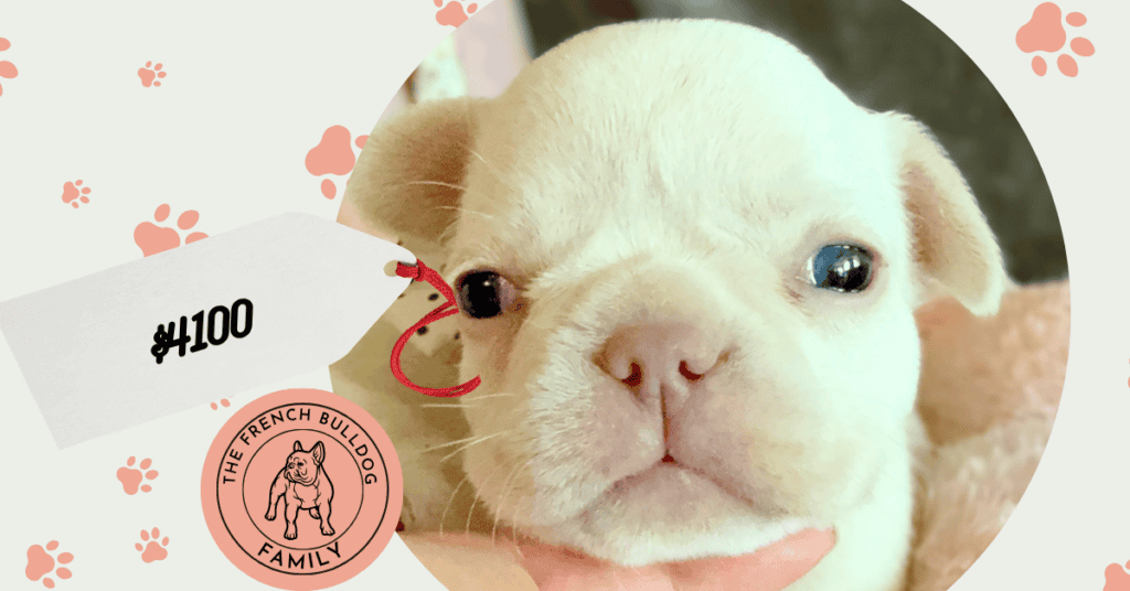 Macey | Cream French Bulldog Female | Available June 4th, 2026