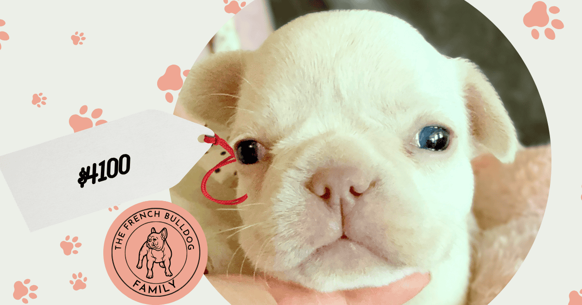Macey | Cream French Bulldog Female | Available June 4th, 2026