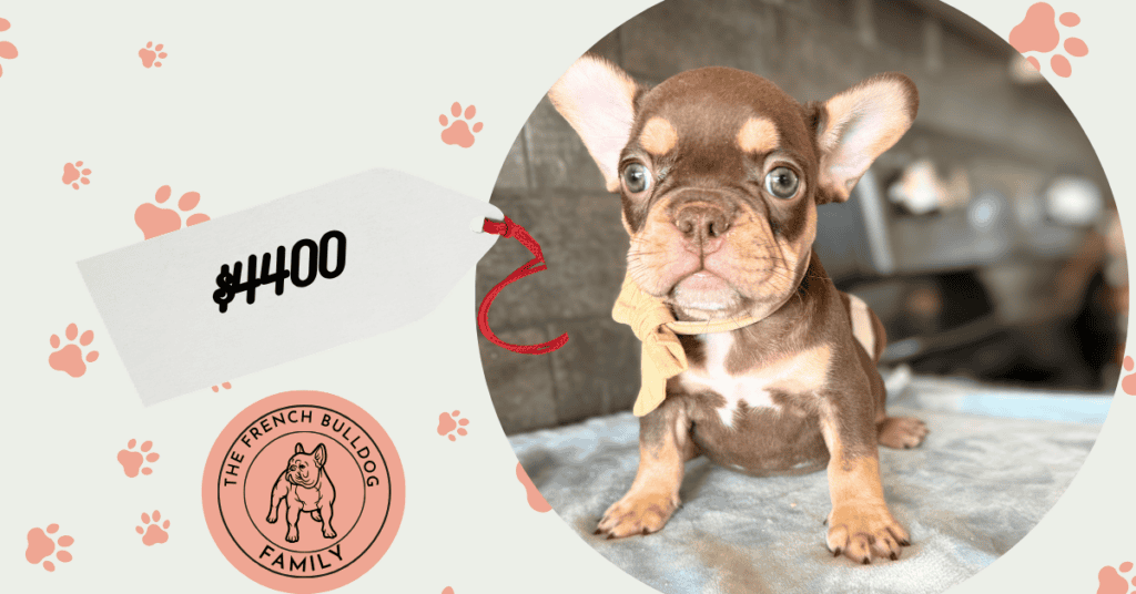 Rocky | Chocolate & Tan French Bulldog Male | Available Aug 7th, 2026